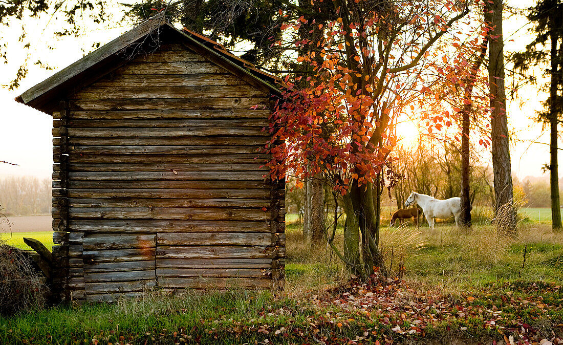 Wooden shed on a horse meadow with tree near Hepemuehle in Edertal valley at sunset during autumn, Bergheim, Hesse, Germany, Europe