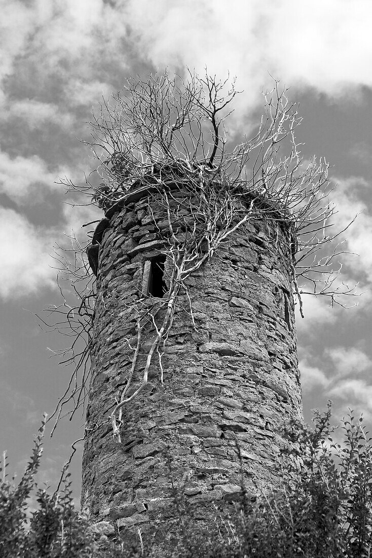 Old tower planted with trees , County Leitrim, Ireland, Europe