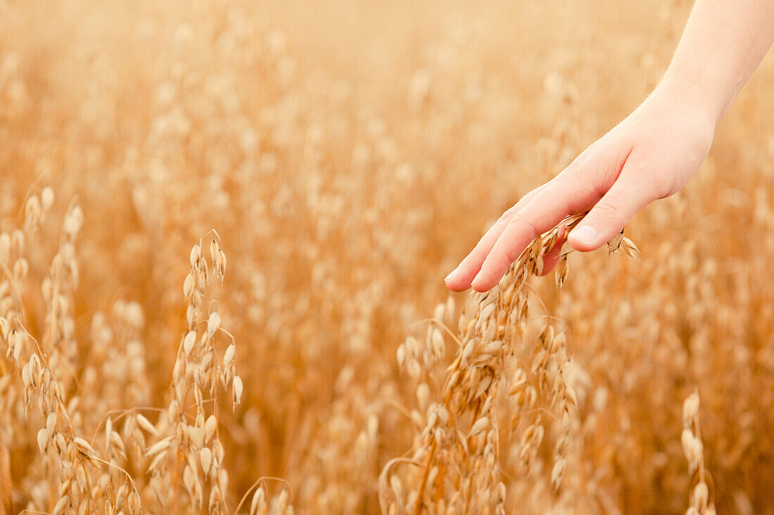 Hand touching ripe seeds in an oat field, Frankenau, Hesse, Germany, Europe