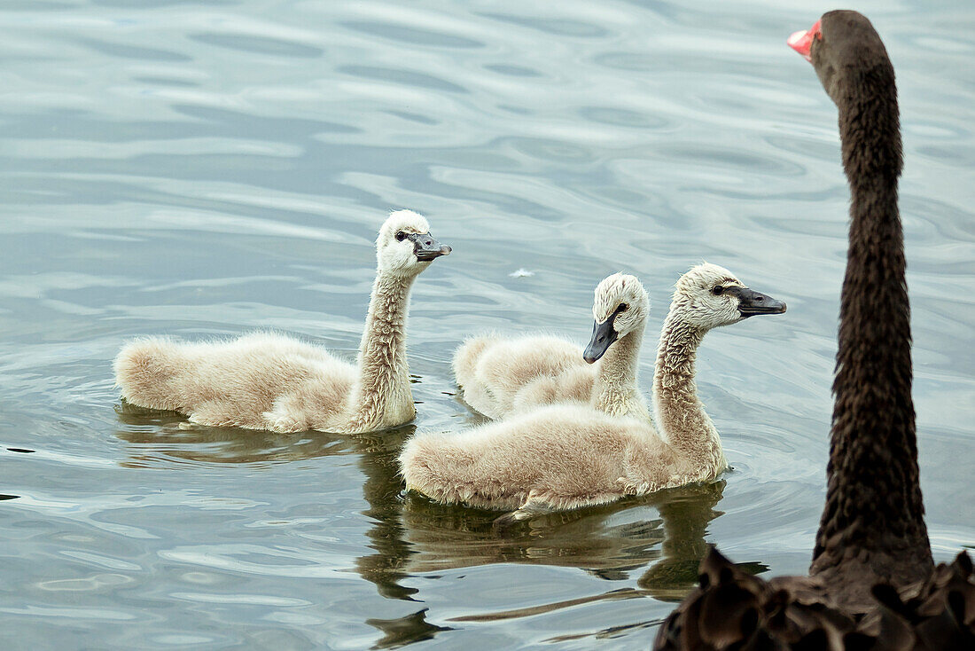 Drei Trauerschwanküken schwimmen zu ihrer schwarzen Mutter in der Krautwiese am Wesebach, Giflitz, Nordhessen, Hessen, Deutschland, Europa