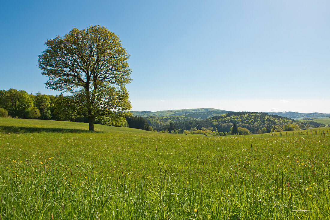 A single tree on a Spring meadow with green grassland and Kellerwald-Edersee National Park in the distance, Frankenau, Hesse, Germany, Europe