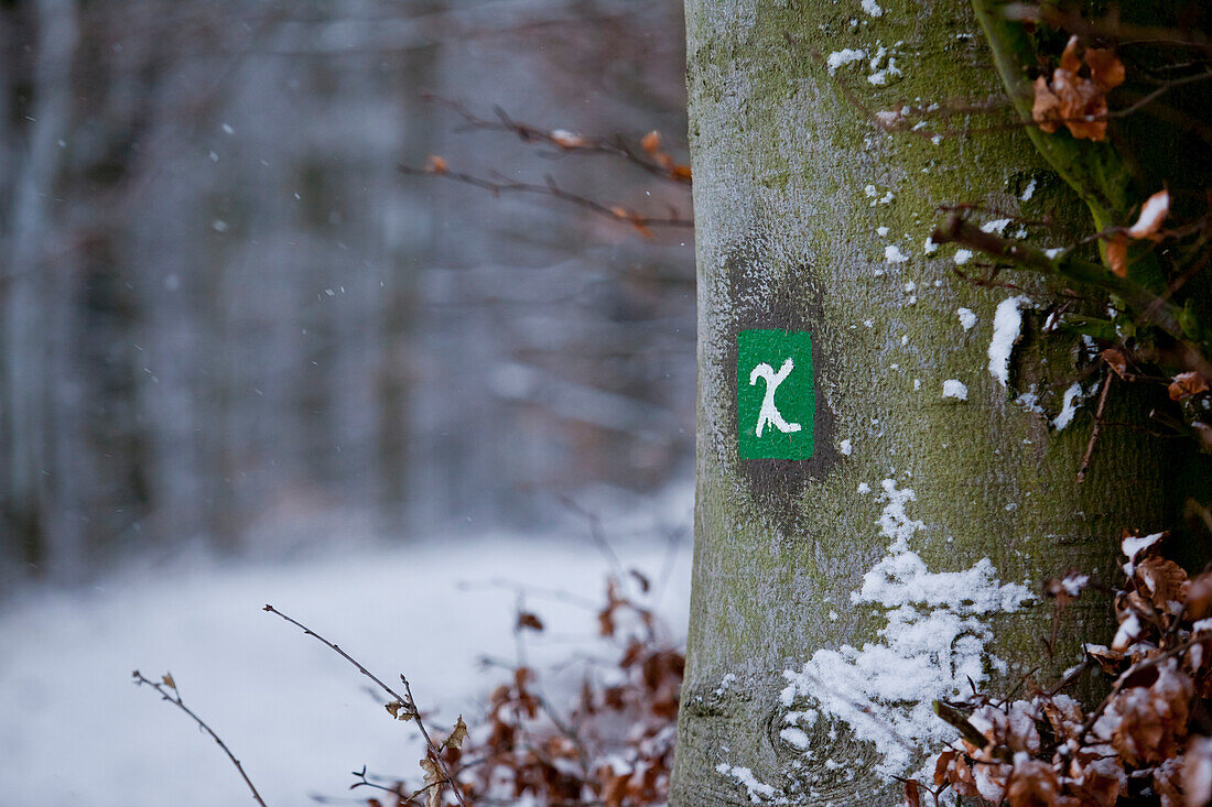 Orientierungszeichen des Kellerwaldsteig Wanderweg an einem Baum im Nationalpark Kellerwald-Edersee im Winter, Frankenau, Nordhessen, Hessen, Deutschland, Europa