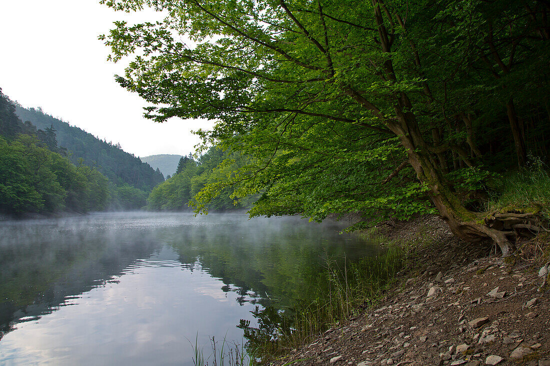 Spiegelung der Banfe Bucht im Morgengrauen mit Nebel und Wald am Edersee im Nationalpark Kellerwald-Edersee, Nordhessen, Deutschland, Europa