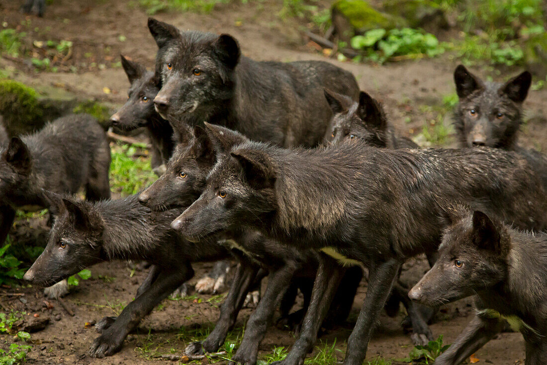 Wolfsrudel im Wolfspark Kasselburg wartet auf die Fütterung, Pelm, Rheinland-Pfalz, Deutschland, Europa