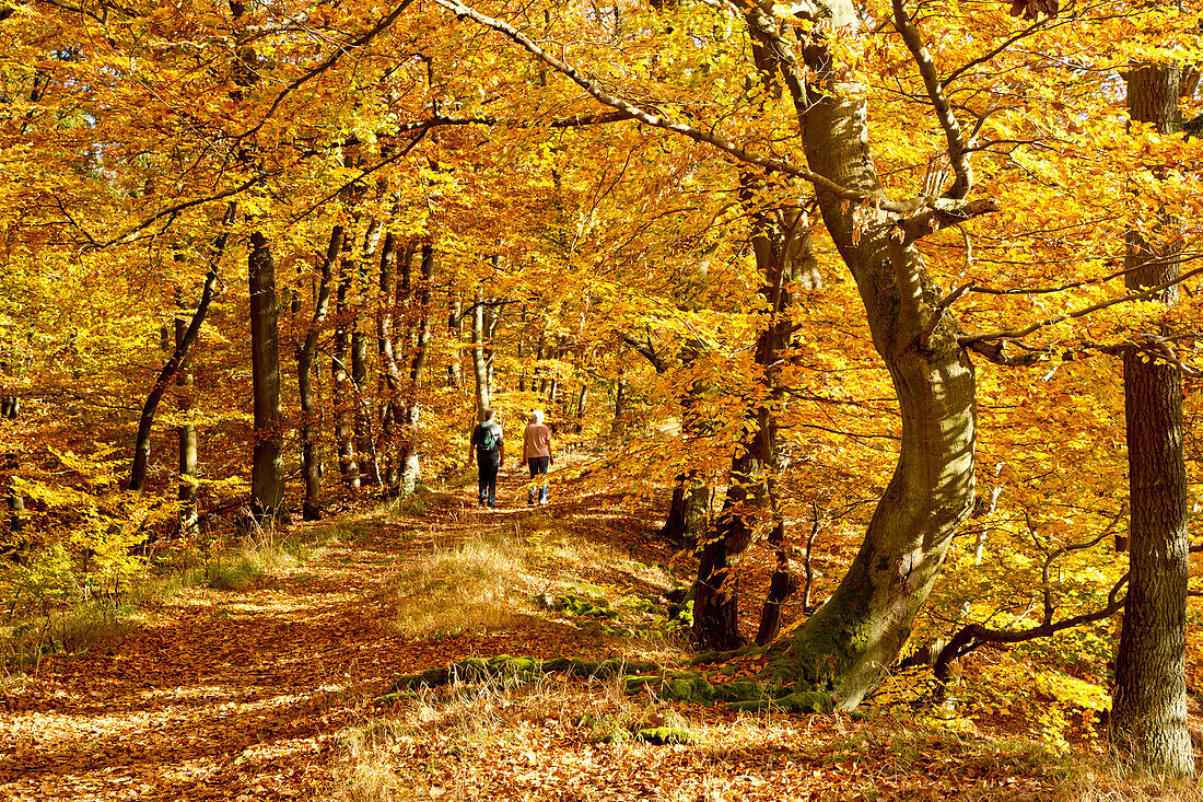Autumn in Kellerwald forest: Two hikers walking through the golden autumn foliage in Kellerwald-Edersee National Park, Kahle Haardt Route, Hesse, Germany, Europe