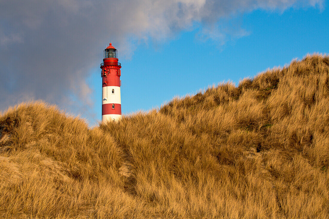 Leuchtturm von Amrum hinter Dünen an einem sonnigen Wintertag, Amrum, Nordfriesland, Schleswig-Holstein, Deutschland, Europa