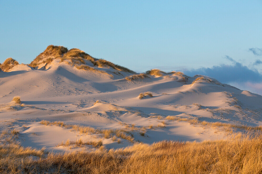 Dunes on a sunny Winter's day, Amrum island, Schleswig-Holstein, Germany, Europe