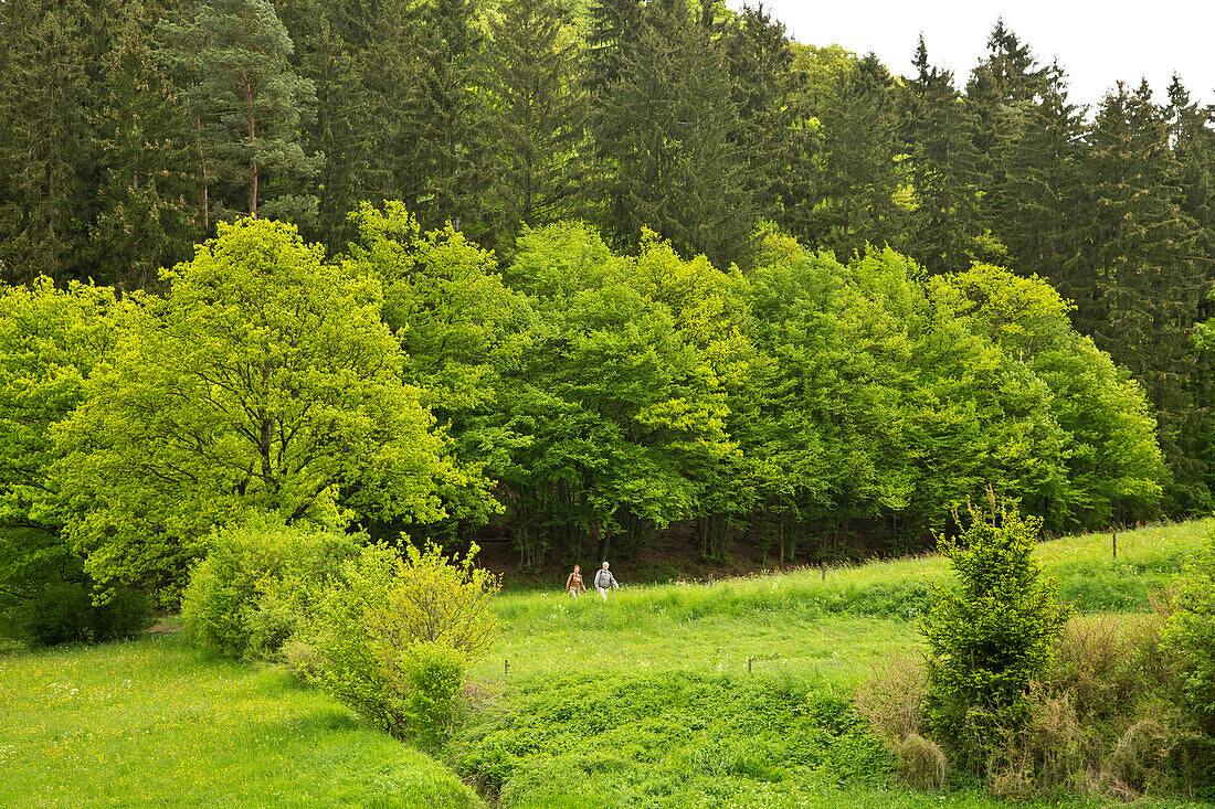 Two people hiking through the Lengeltal valley in Kellerwald-Edersee National Park, Frankenau, Hesse, Germany, Europe