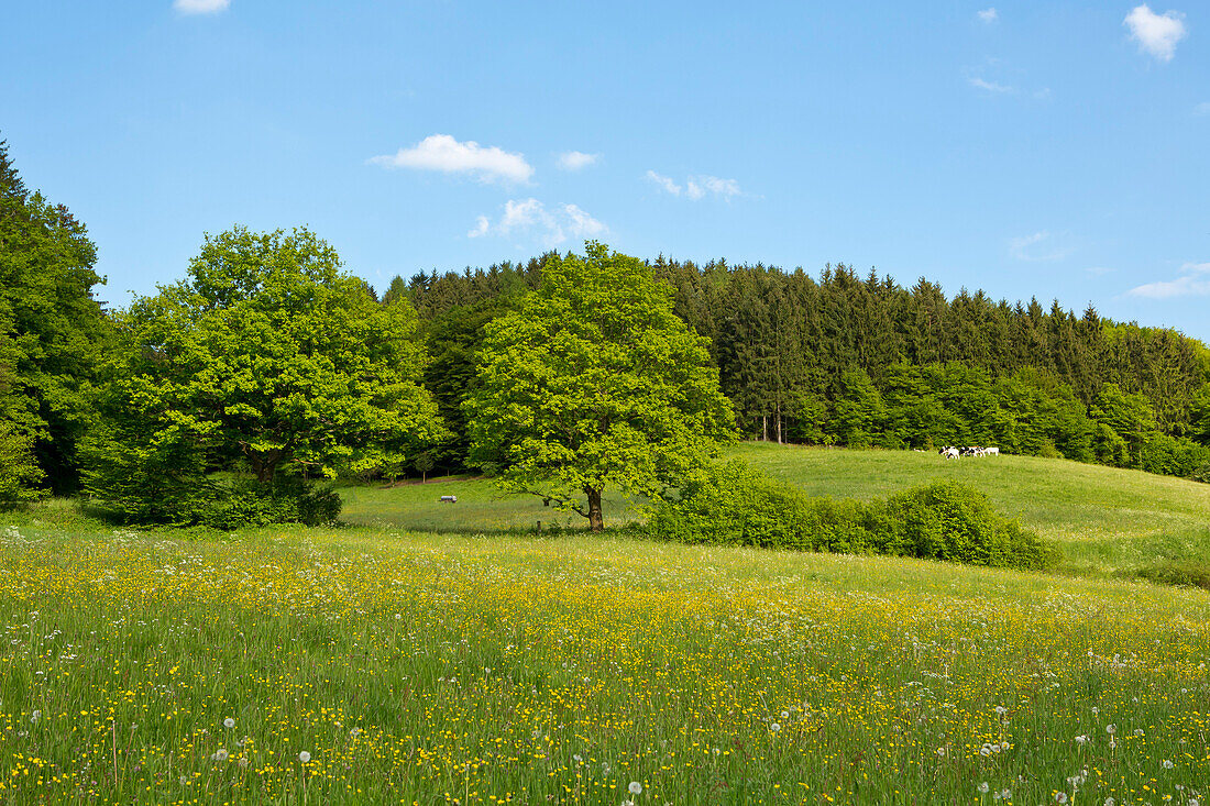 Wiesen zwischen Lengelmühle und Bärenmühle im Lengeltal im Nationalpark Kellerwald-Edersee, Frankenau, Nordhessen, Hessen, Deutschland, Europa