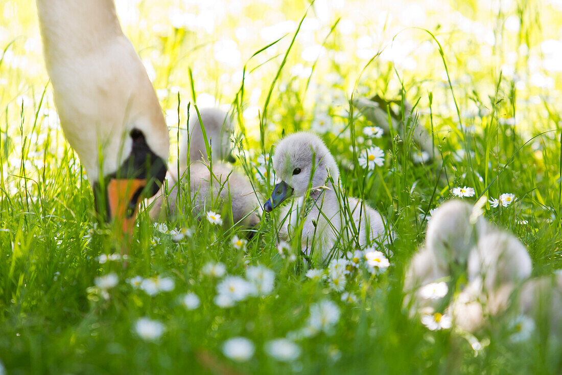 Nahaufnahme eines grauen Babyschwans inmitten von anderen auf einer Wiese mit hohem Gras und Gänseblümchen, beschützt durch ihre Mutter im Bad Wildunger Kurpark, Bad Wildungen, Nordhessen, Hessen, Deutschland, Europa