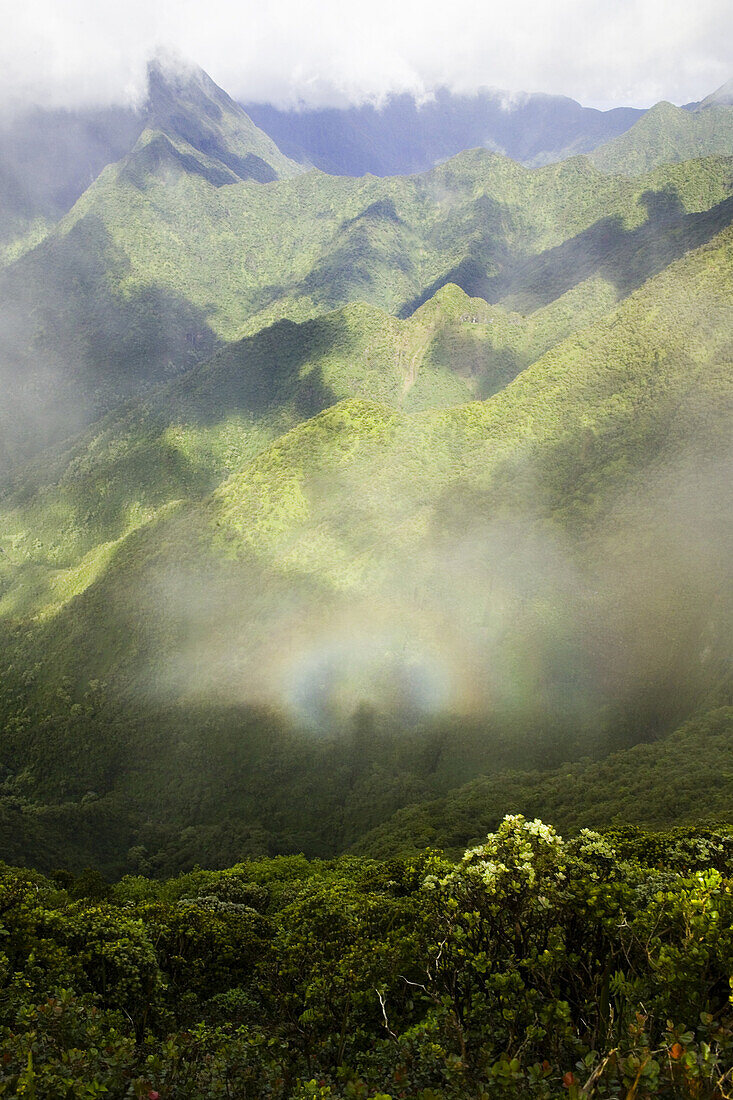 MOLOKAI, HI - A persons shadow is surrounded by a Brocken Bow also known as the Brocken Spectre, Glory and Buddha's light in the Kamakou preserve on Molokai, Hawaii.  The view of Kaleleolehuaula Peak from the Pepeopae overlook is one of the unique rewards