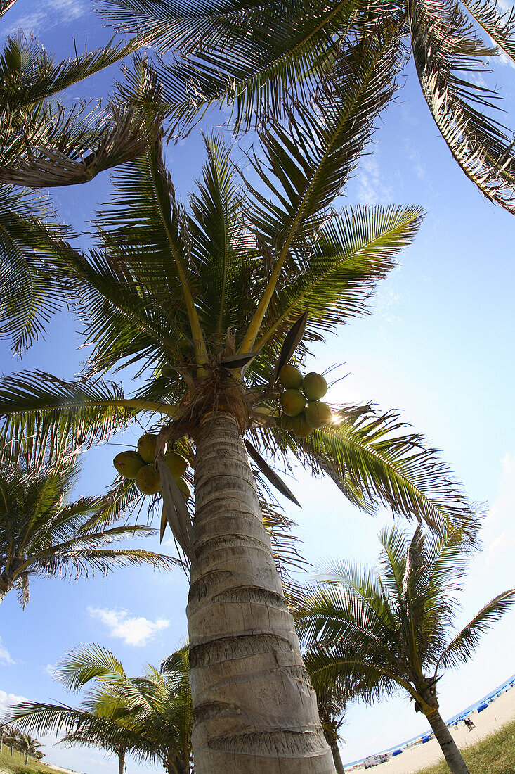 Palm trees overlook South Beach in Miami, FL at the Shelborne Hotel.