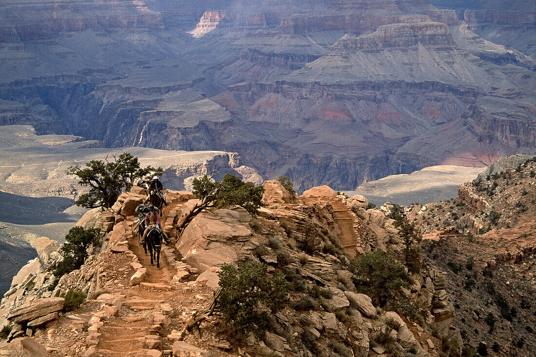 pack mules going up South Kaibab trail, Grand Canyon, Arizona.  Whit Richardson / Aurora Photos 