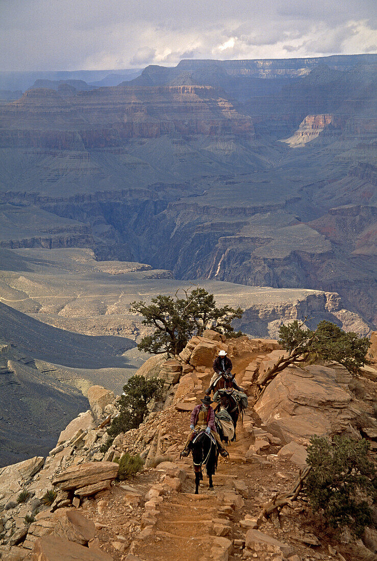 pack mules going up South Kaibab trail, Grand Canyon, Arizona.  Whit Richardson / Aurora Photos 