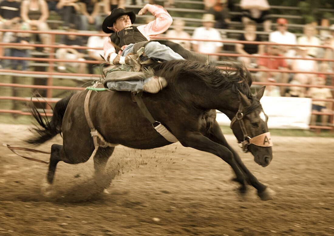Toronto , ON - July 7 :  Rodeo rider tries to hold on to a bucking horse.  Photo by Paul Giamou / Aurora 