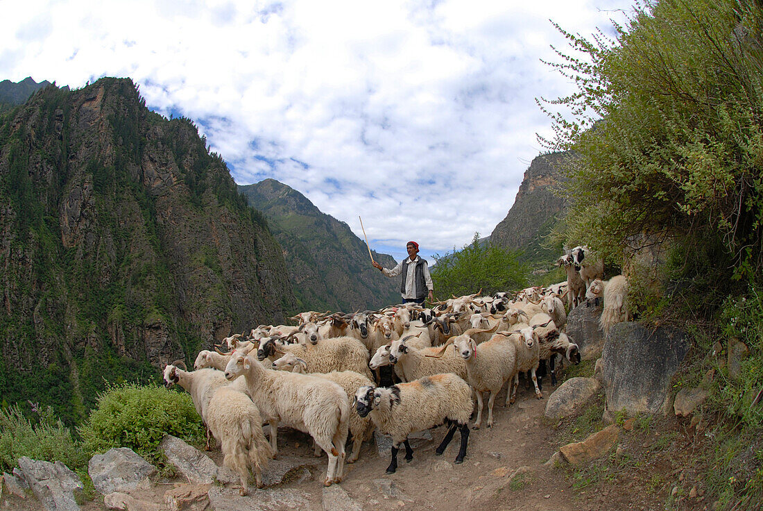 Traffic jam, Nepali style: a herdsman urges his flock of sheep down a steep trail in the Humla district of remote west Nepal.