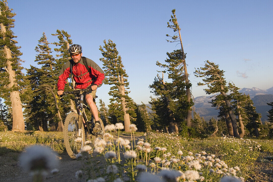 A man mountain bikes at sunset past flowers on the Tahoe Rim Trail in California.