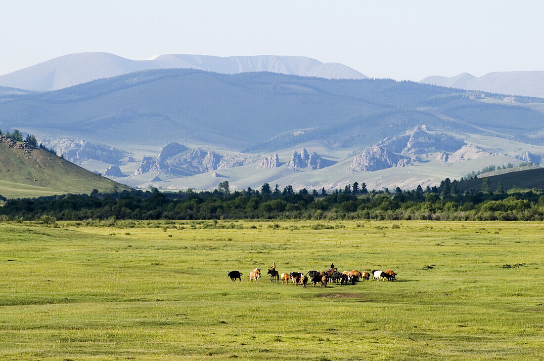 Nomads move a herd of cattle down the Dund Bayangiin river valley in Gorkhi-Terelj National Park, Mongolia. The upper section of the park is a favorite horse trekking area for tourists.