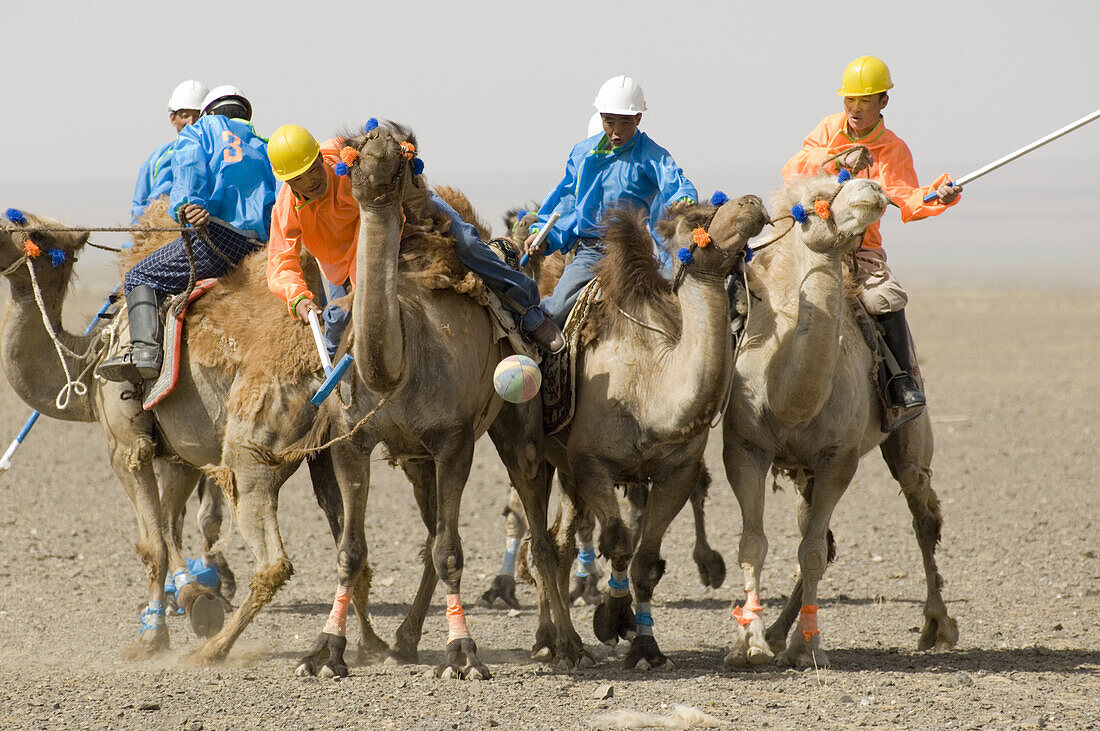 Gobi nomads don hard hats and colored shirts to play camel polo on the flat desert floor. Camel polo is catching on with the herders of  Gobi Gurvansaikhan National Park, Mongolia, as pure recreation in this extreme land.