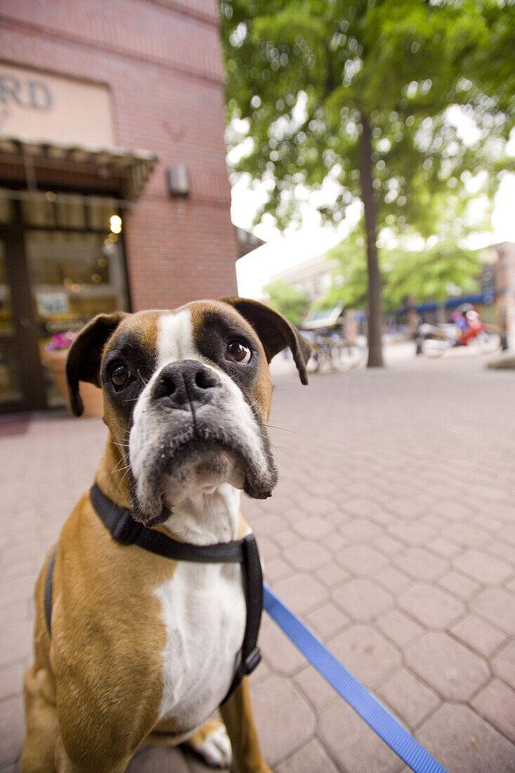 A boxer dog looks hopefully into the air in downtown Bend, Oregon. Photo by Jonathan Kingston/Aurora