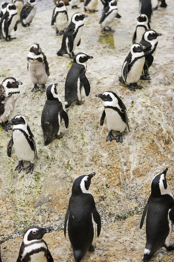 A group of endangered African or Blackfooted Spheniscus demersus, penguins on the rocks at Boulders Beach, Simonstown, South Africa.