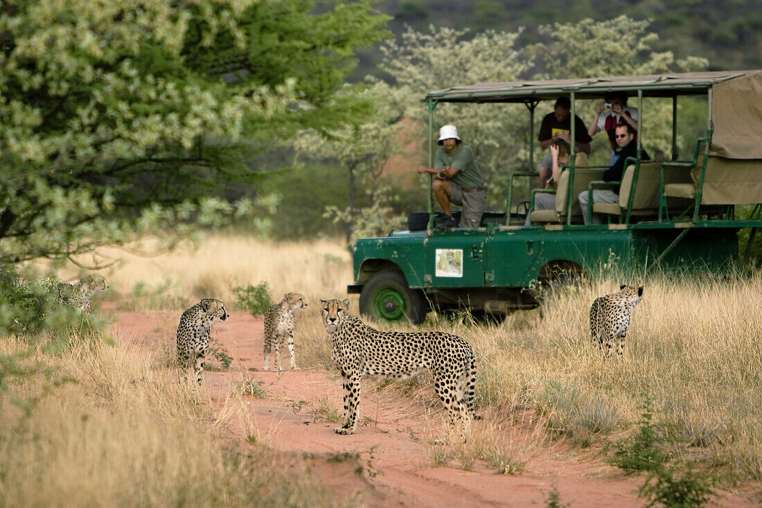 A group of curious cheetahs gather around a safari vehicle full of tourists. Okonjima is home to the Africat Foundation, a non-profit organisation commited to the long-term conservation of Namibia's large carnivores, especially cheetahs & leopards.
