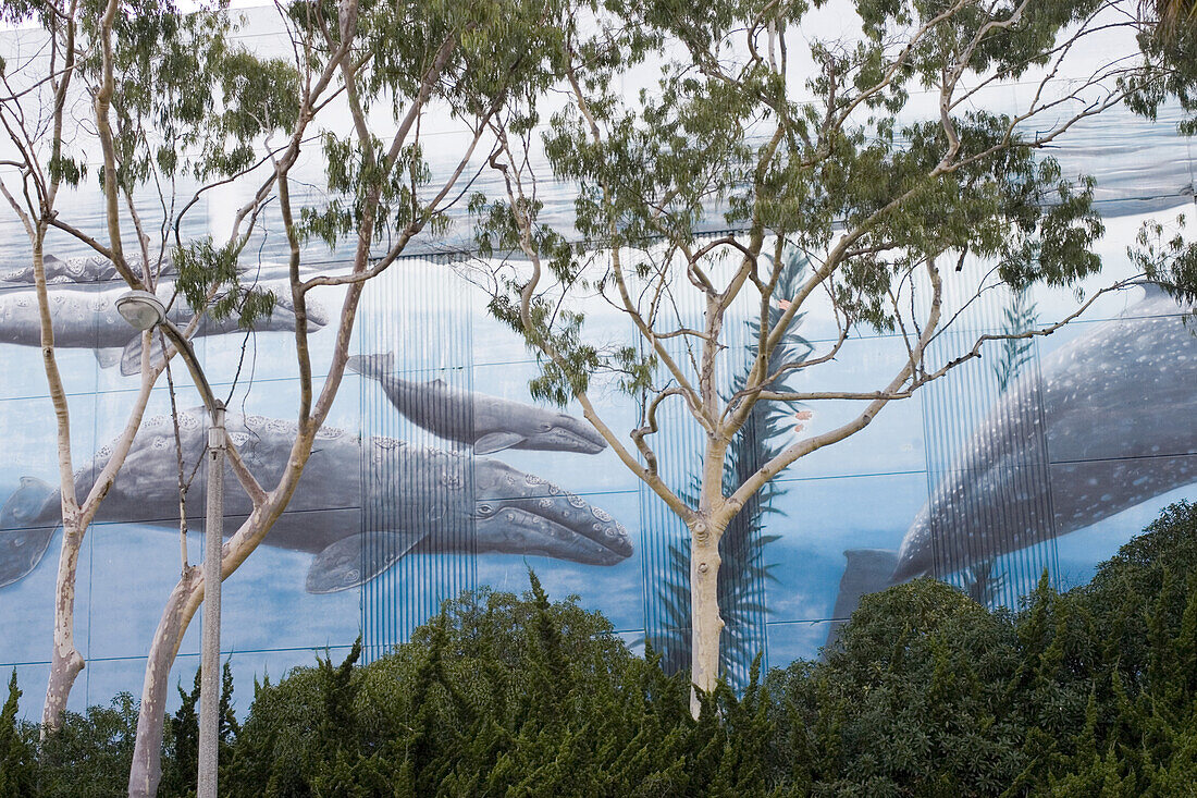A mural of whales on the side of a building seen between trees, Redondo Beach, California.
