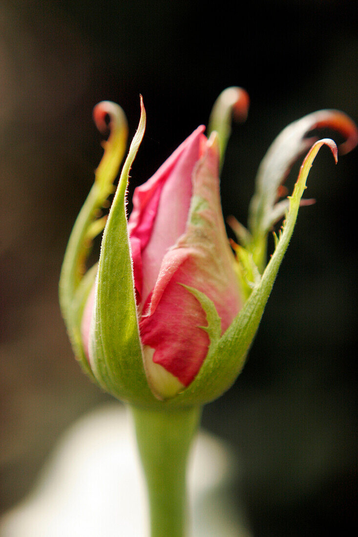 BOGOTA, COLOMBIA -- JANUARY 21:  An immature rose bud at Alpes Flowers near Bogota  on January 21, 2007.   Photo by Dennis Drenner/Aurora,.