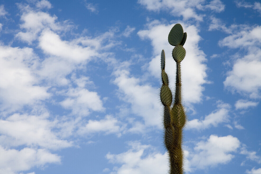 SANTIAGO ISLAND, GALAPAGOS, ECUADOR - MAY 4, 2006: Puffy white clouds and blue sky frame a candelabra cactus jasminocereus thouarsii, on Santiago Island, Galapagos, Ecuador. Photo by Eric Rorer/Aurora