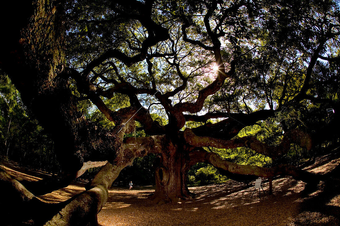 'The ''Angel Oak'' in Johns Island, SC, is thought to be more than 1400-years-old. While most of the area's live oak trees were harvested in the 18th and 19th centuries for shipbuilding, this hardy specimen survived and now measures roughly 65 feet tall a