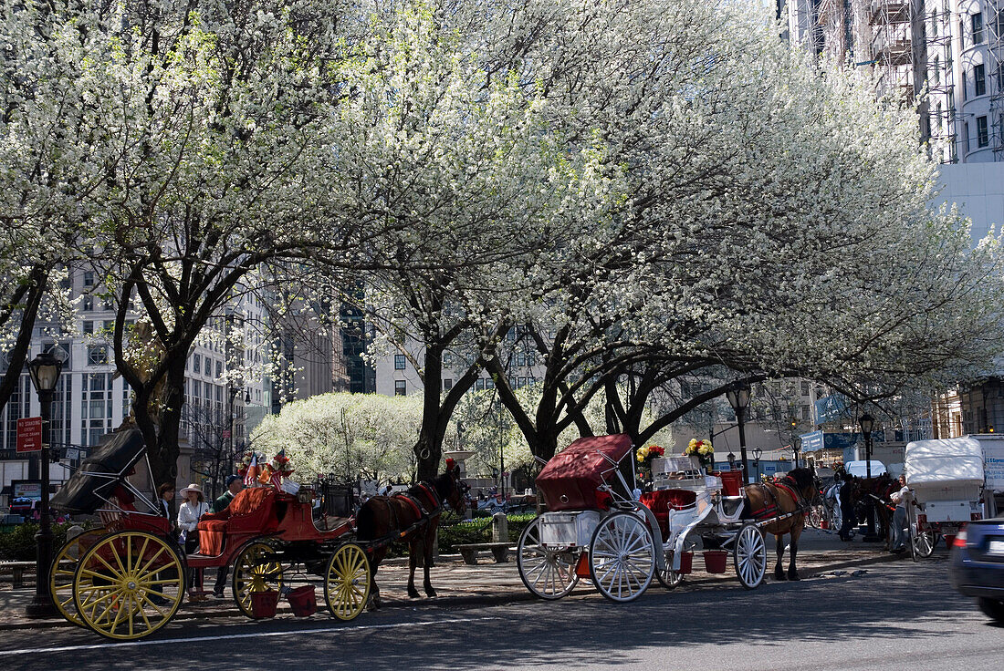 Horse carriages waiting for riders in Central Park, New York City