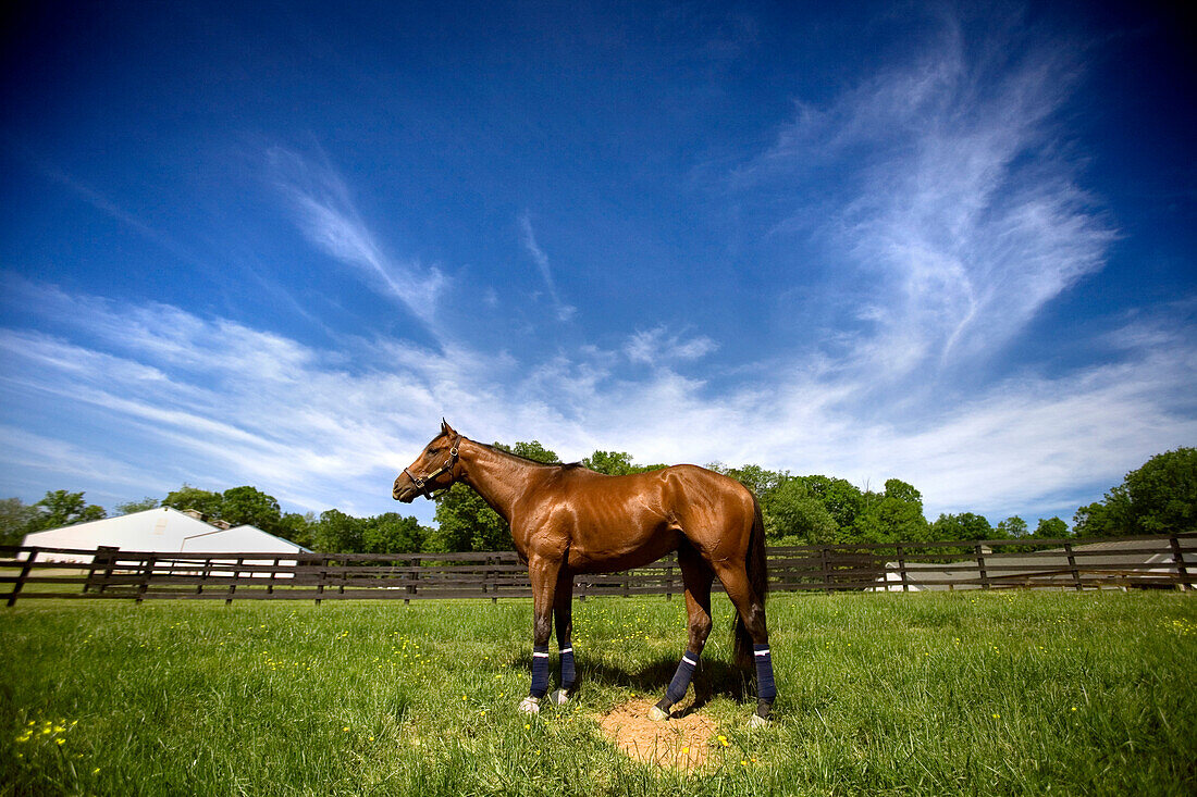 Kentucky Derby winner Barbaro relaxes in a pen at the Fair Hill Training Center in Elkton, Md., on Wednesday, May 10, 2006.