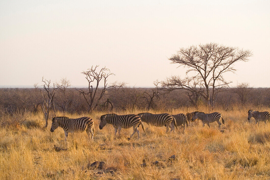 A group of zebra's cross a grassy area in front of trees on the Madikwe Game Reserve, North West, South Africa. Photo by Jonathan Kingston/Aurora