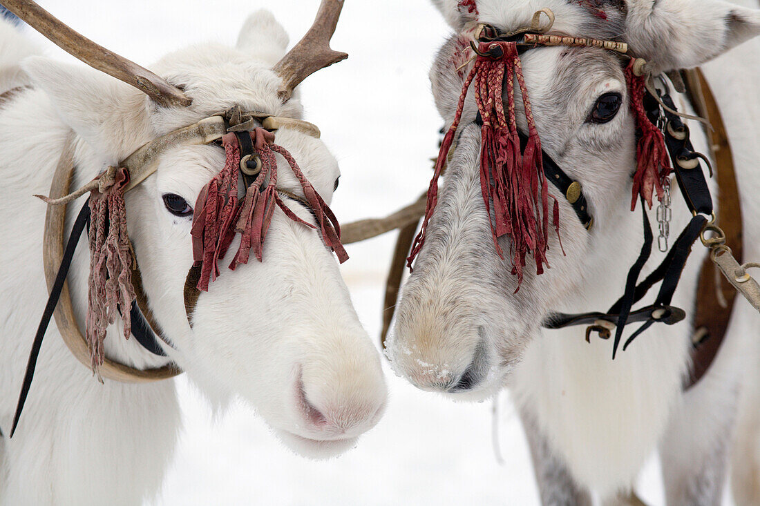 Racing reindeer at a reindeer festival in Kazym, northwestern Siberia, Russia.