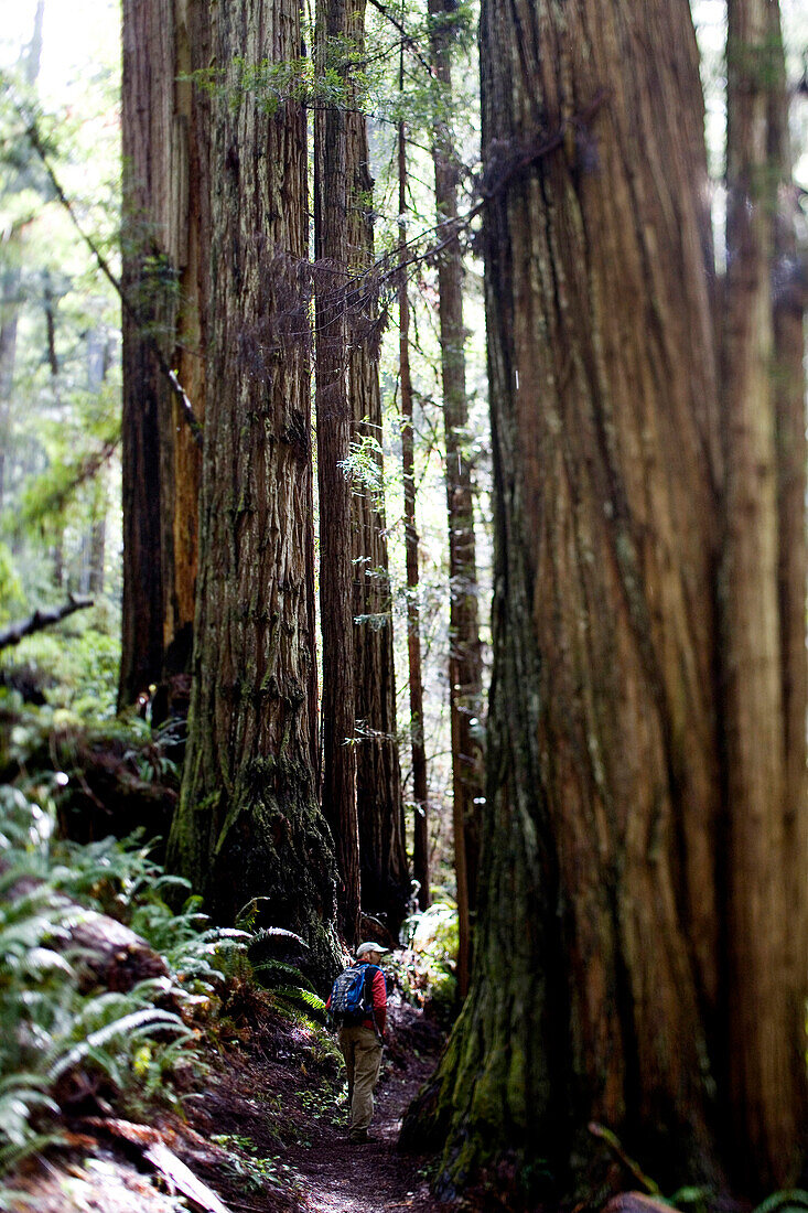 REDWOOD NATIONAL PARK, CALIFORNIA. Surrounded by the massive trees, Andy Geiger follows a trail in Redwood National Park. The national park holds some of the tallest trees in the world.