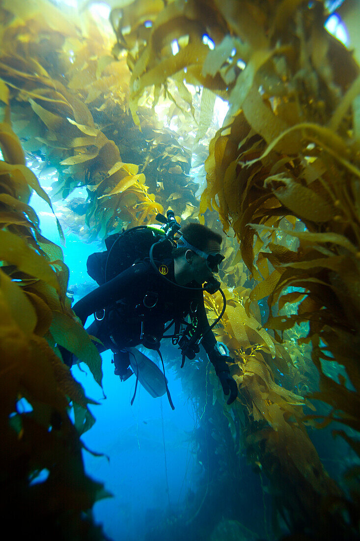 Jonathan Howard, Eagle Scout, SCUBA dive's to explore the underwater world off the coast of Catalina Island. Howard works at Emerald Bay Scout Camp, Catalina, Island, California.  Emerald Bay is run by  the Boy Scouts of America's Western Los Angeles Coun