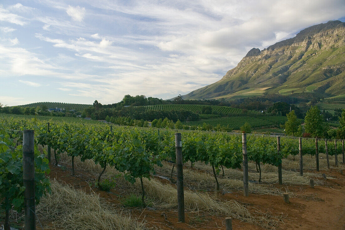 The wine vineyards of Clouds Estate, situated below the Drakenstein mountains in the Banhoek Valley, near the towns of Stellenbosch and Franschhoek, South Africa.  The wine country in South Africa is well known, and is visited by many international touris