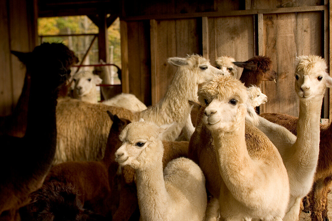 A group of Alpacas Vicugna pacos, at the Safe Haven Alpaca Farm, B&B, and Country Store in Hampton, Connecticut.