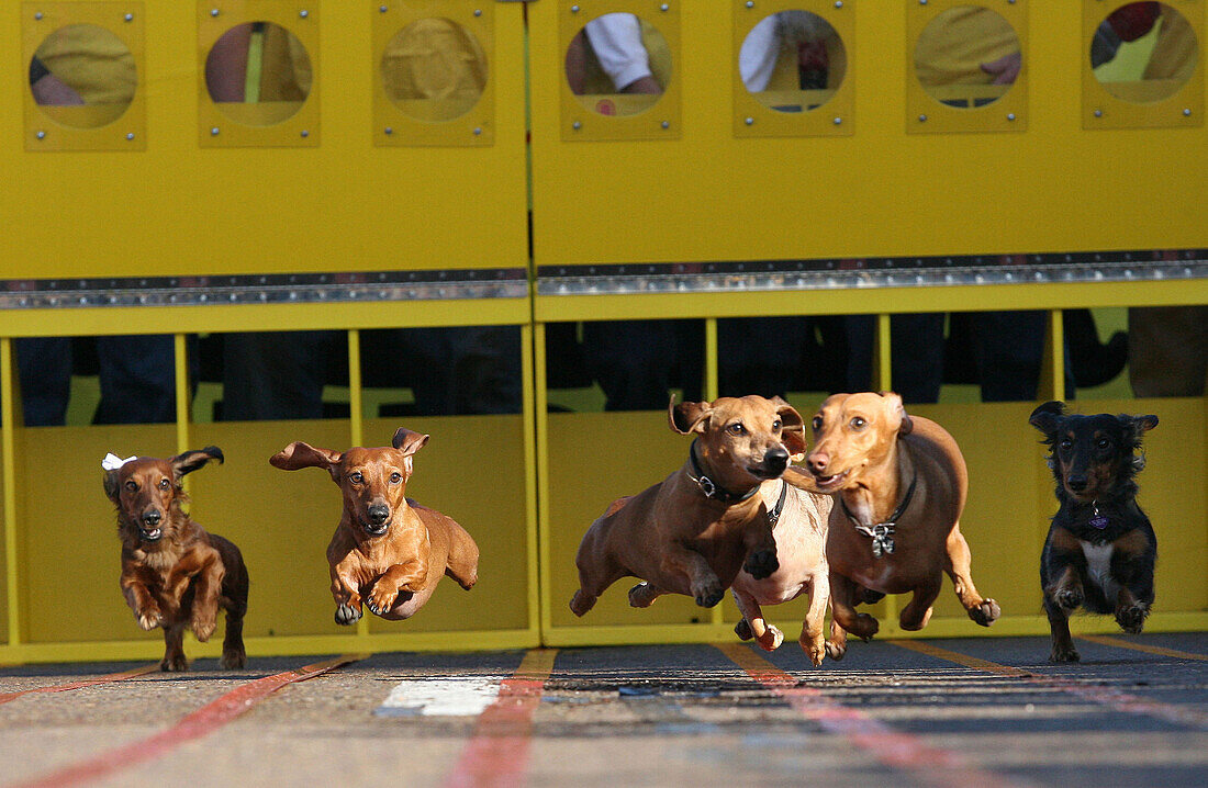 'Dec. 28, 2006; San Diego, CA, USA; Dachsunds race toward a finish line in the national finals of the Der Wienerschnitzel Wiener Nationals, a racing competition for fleet-footed dachsunds. The event kicked of the 2006 Big Bay Balloon Parade, an annual eve