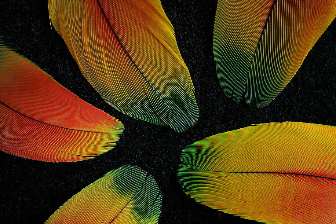 An arrangement of feather tips from a parrot