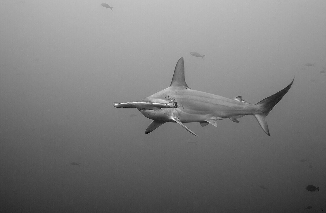 Graphic black and white image of a Scalloped hammerhead shark, Sphyrna lewini, Galapagos Islands.  The downward angle of the pectoral fins is one of the signals of aggressive or territorial behavior.