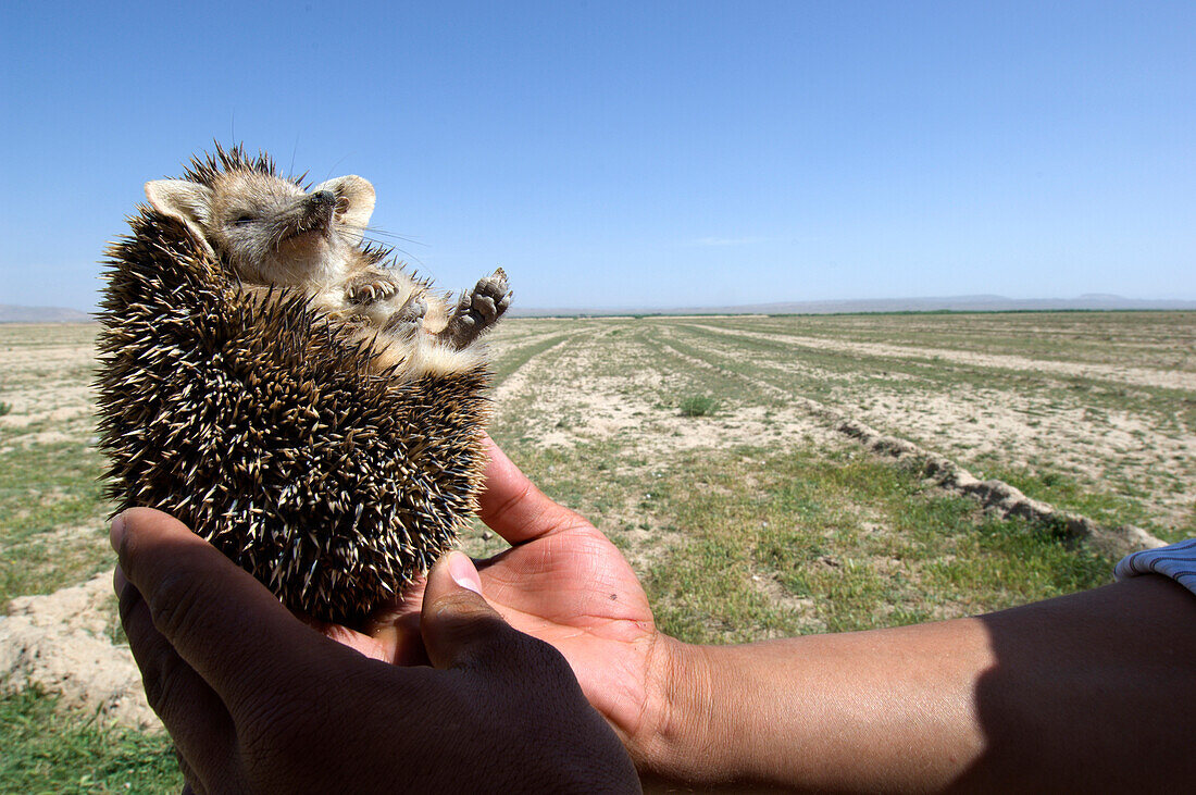 A man holds a long eared hedgehog Hemiechinus auritus,  found along a road in Gurian District, Herat Province, during a wildlife survey of northwest Afghanistan