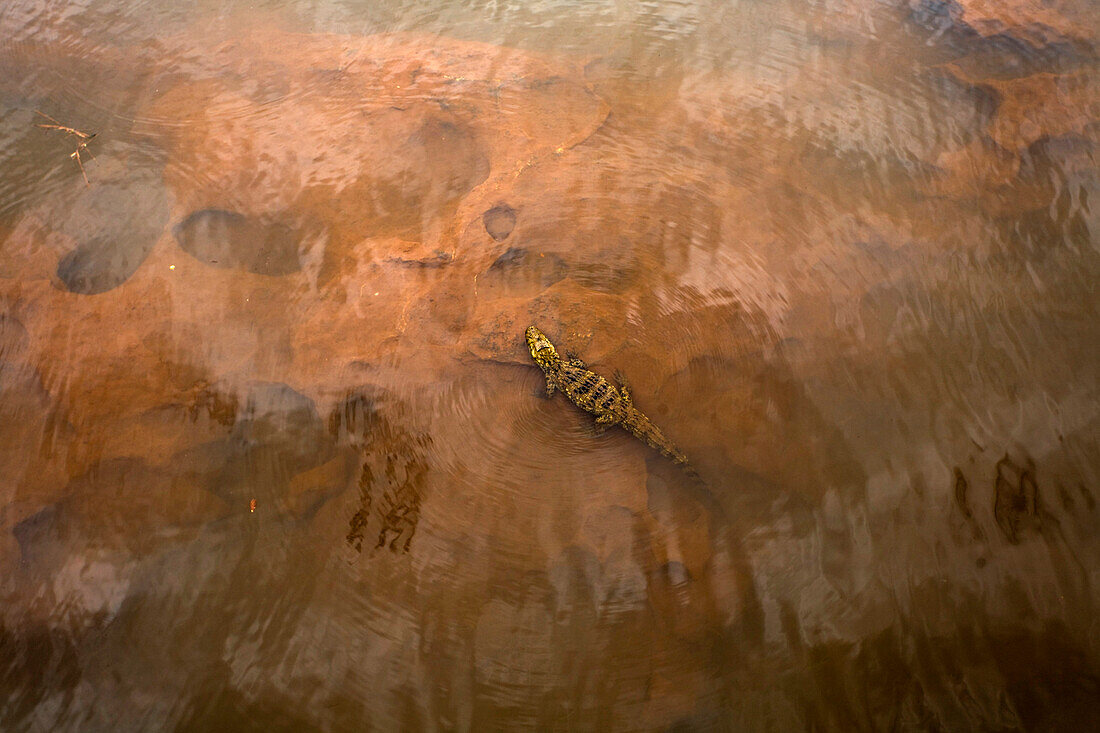 Caiman at Iguazu National Park, Argentina.