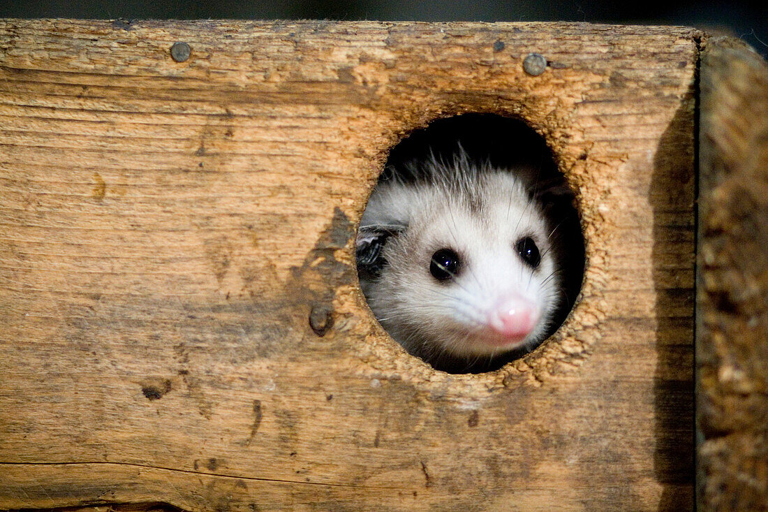 A young opossum peers through the opening of its wooden enclosure at the Center for Wildlife rehabilitation center in York, Maine.