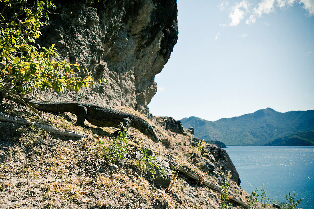 A wild Komodo Dragon slithers down the slopes flicking his toung on the remote island of Rinca in the Nusa Tenggara region in Indonesia.