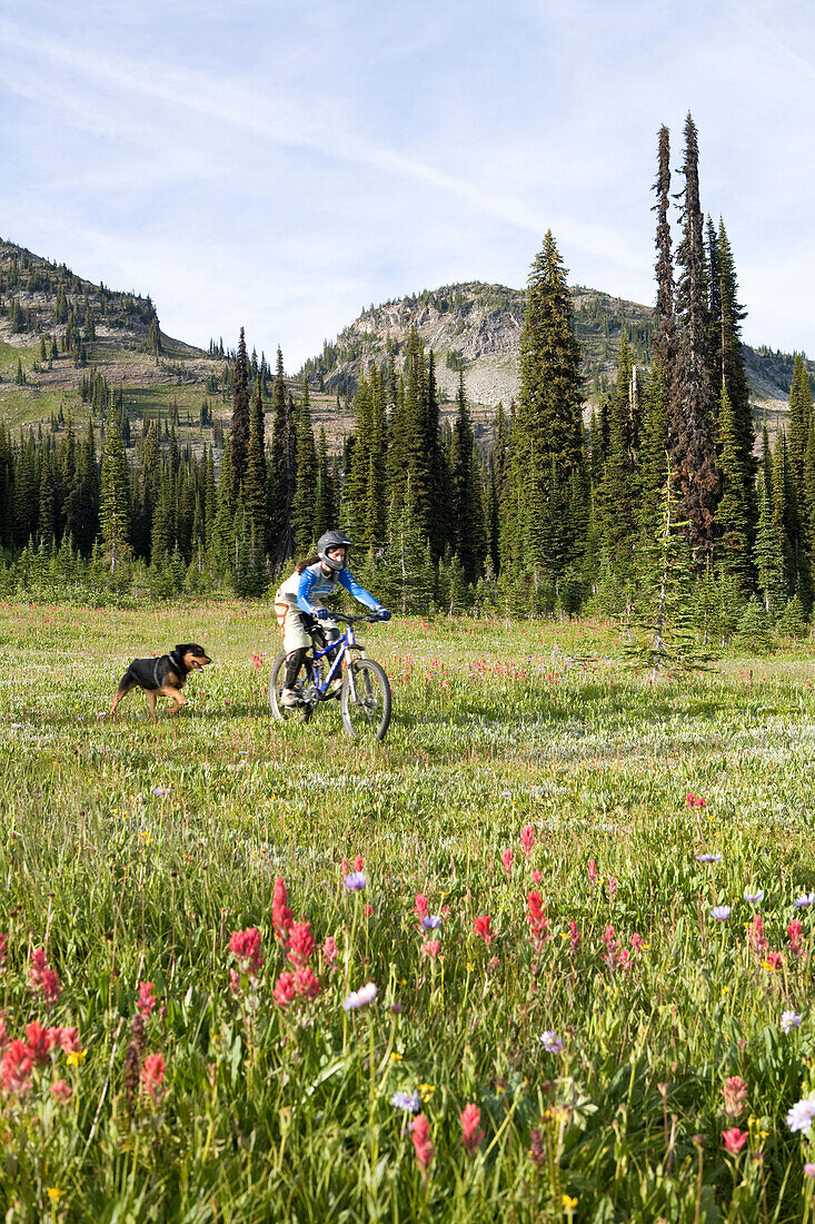 Sol Mountain, BC - Kate Watters mountain bikes across alpine meadow with her dog, Babushka while flowers in bloom at Sol Mountain Touring's backcountry lodge in the Southern Monashee range of the Columbia Mountains of South Central British Columbia.