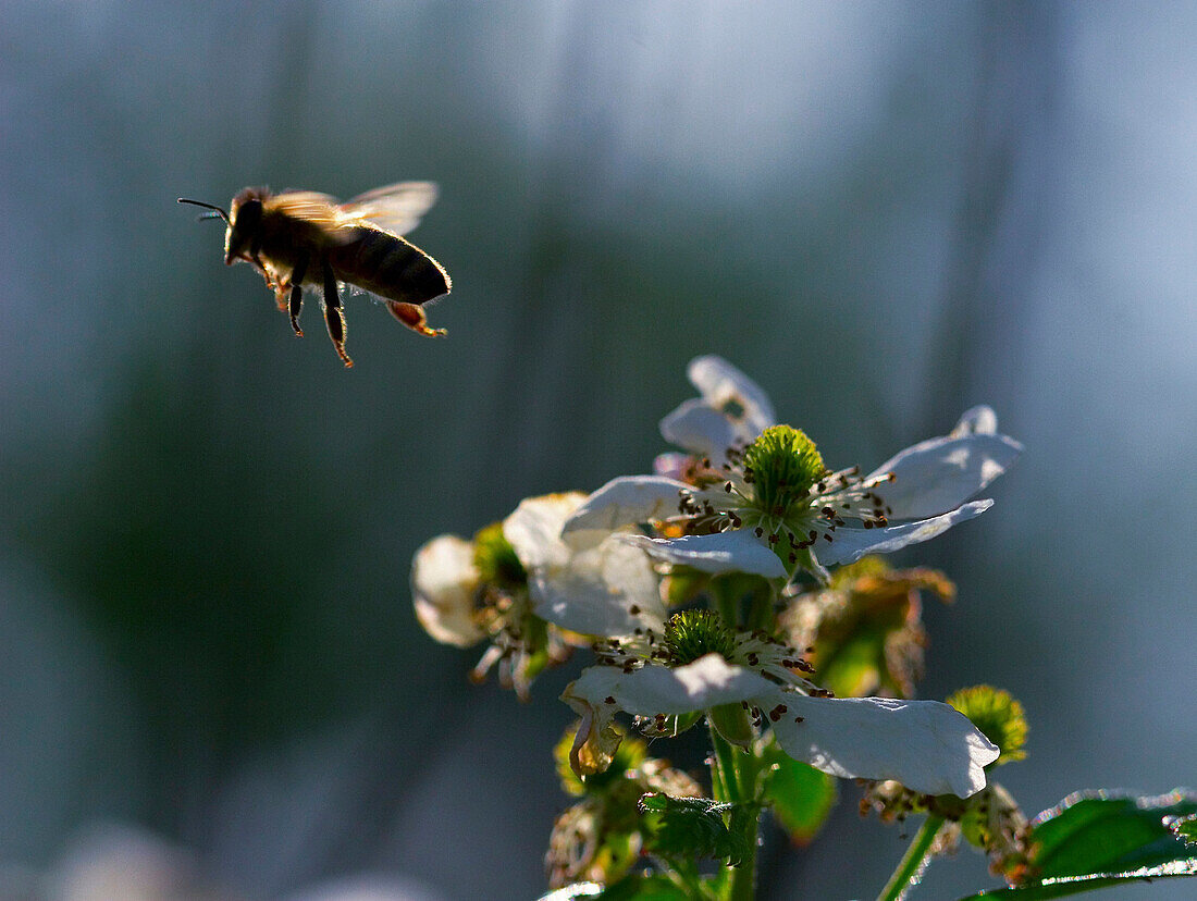 A domestic honeybee pollinates blackberry bushes in North Carolina, on May 10, 2007. Beekeepers across the United States are reporting larger than normal die-offs of honeybees this year. Colony Collapse Disorder CCD, is the name scientists have given to t