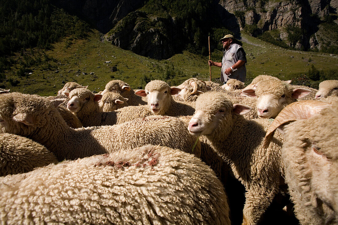 ALPS, SAVOIE, FRANCE-SEPTEMBER 15, 2007: A shepherd relocates his herd of sheep in the French Alps in Savoie, France on September 15, 2007.