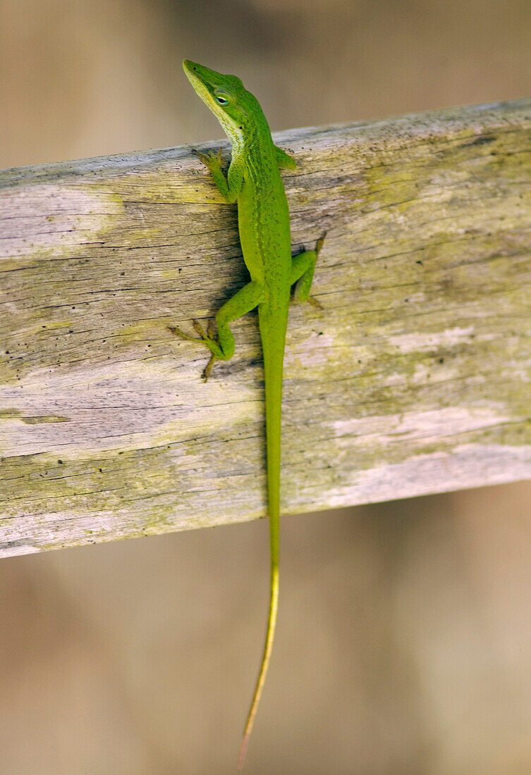 NAPLES, FLORIDA - December 30, 2003: A green anole lizard Anolis carolinensis, basks on the boardwalk at Corkscrew Swamp Sanctuary, an Audubon Society wildlife refuge near Naples, Florida, Florida on December 30, 2003. The wildlife refuge is one of the la