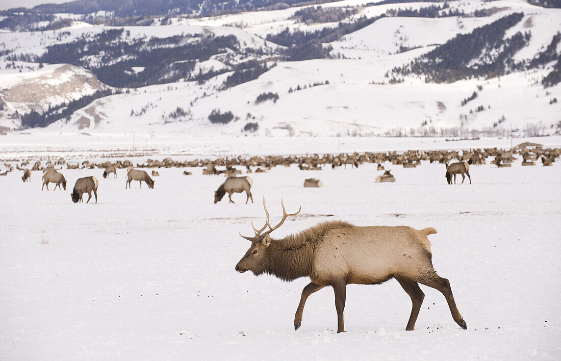 A bull elk walking across the elk refuge on February 11, 2008 near Jackson, Wyoming.